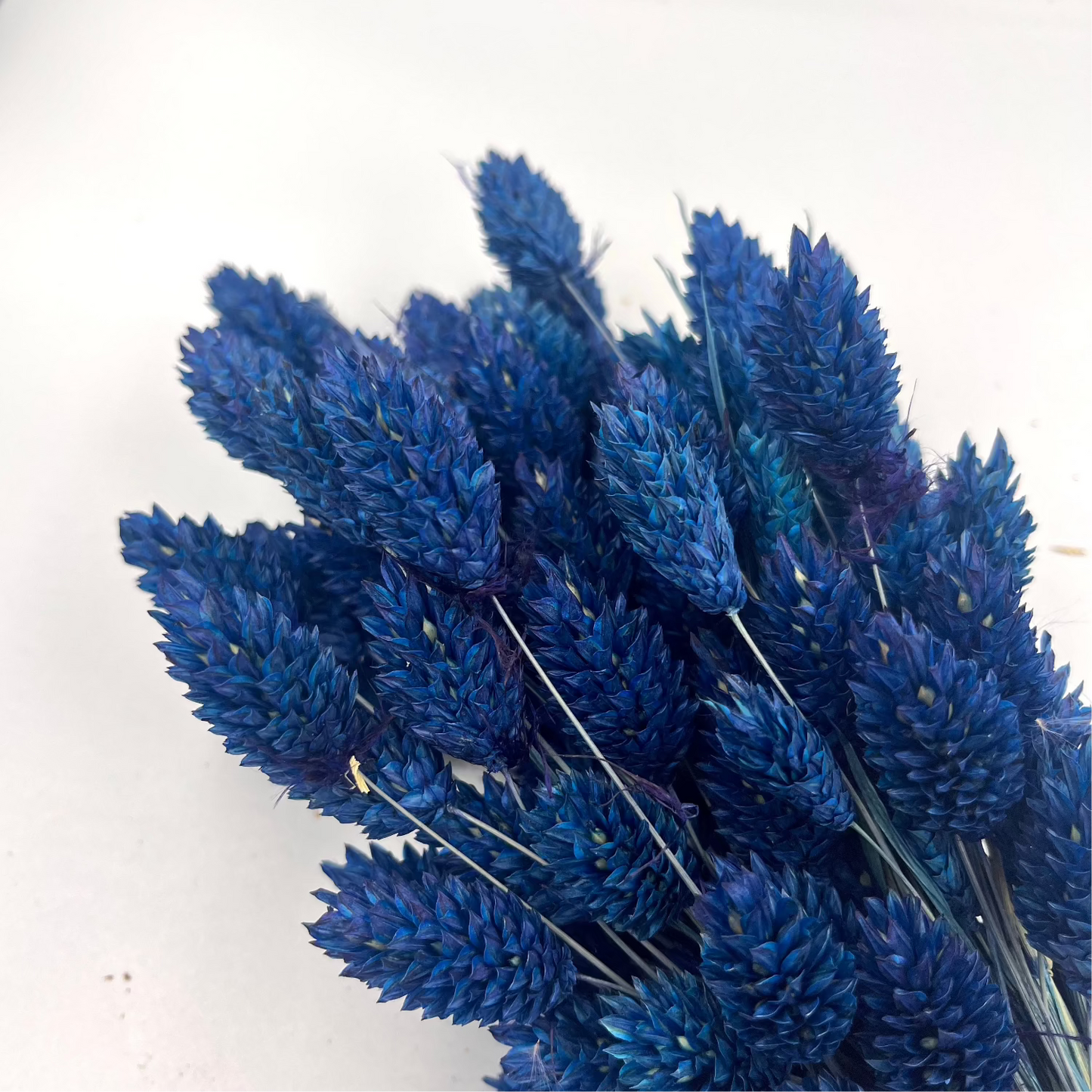 Phalaris blauw